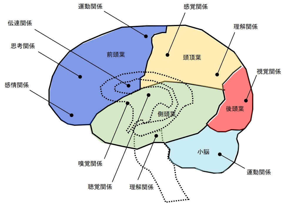 Neuroinfo Japan：脳とそれをささえる器官のしくみ