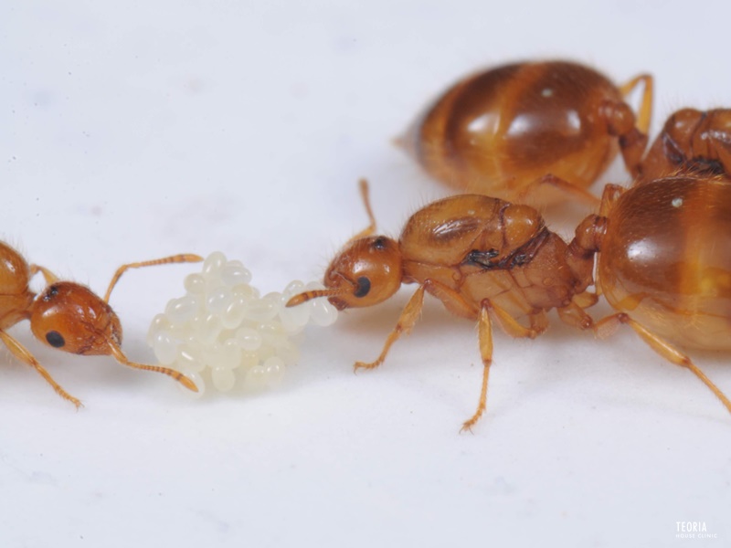 純銀 アリ オブジェ 蟻 盆栽鉢の中に蟻が🐜入ってしまった