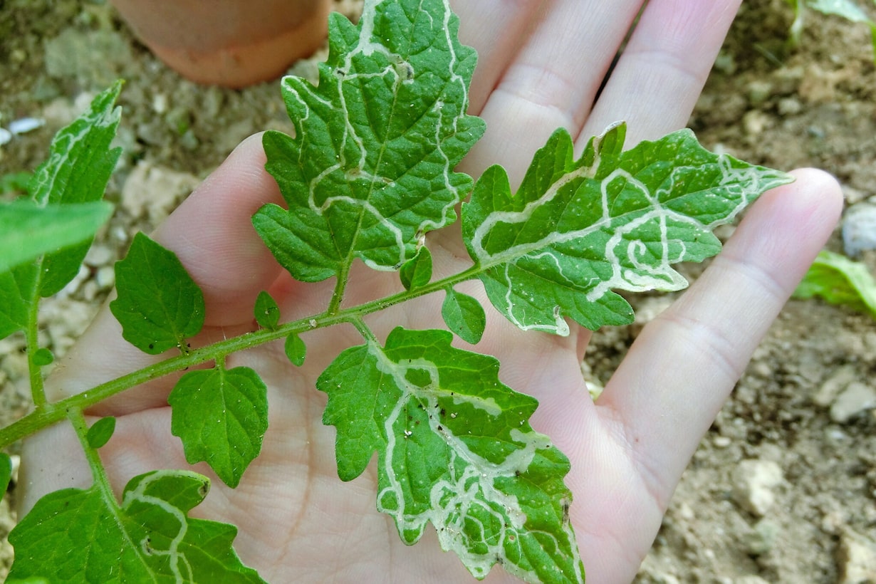 レモンの葉に白いスジが 害虫の常連 ハモグリバエ情熱庭園