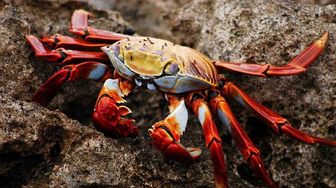 健康 食べると死ぬ？危険な毒をもつ蟹を特定