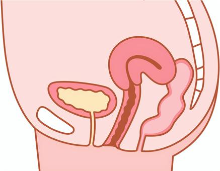 初経から閉経まで。生理のしくみと体の変化を知ろうHELiCO ヘリコ- あしたがちょっと健康にアイセイ薬局