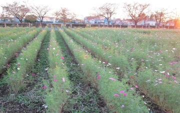 牛島古川公園のコスモス | digipopphotoのブログ