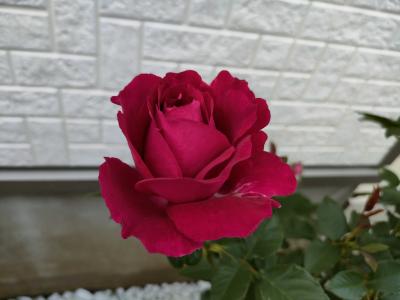 Mixed media feedムサシ長岡店LINE Official Account