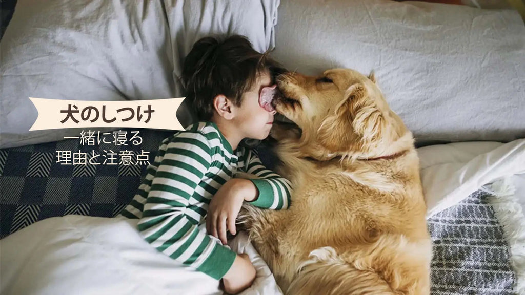 犬が飼い主さんとくっついて眠るのはなぜ？一緒に寝たがる犬の心理とはいぬのきもちWEB MAGAZINE