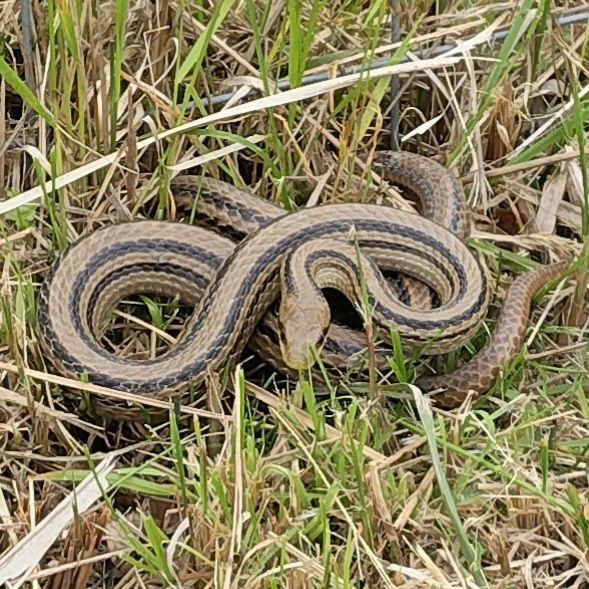 自然観察 「ヘビ」 - ざっくぅパーク ZAQ