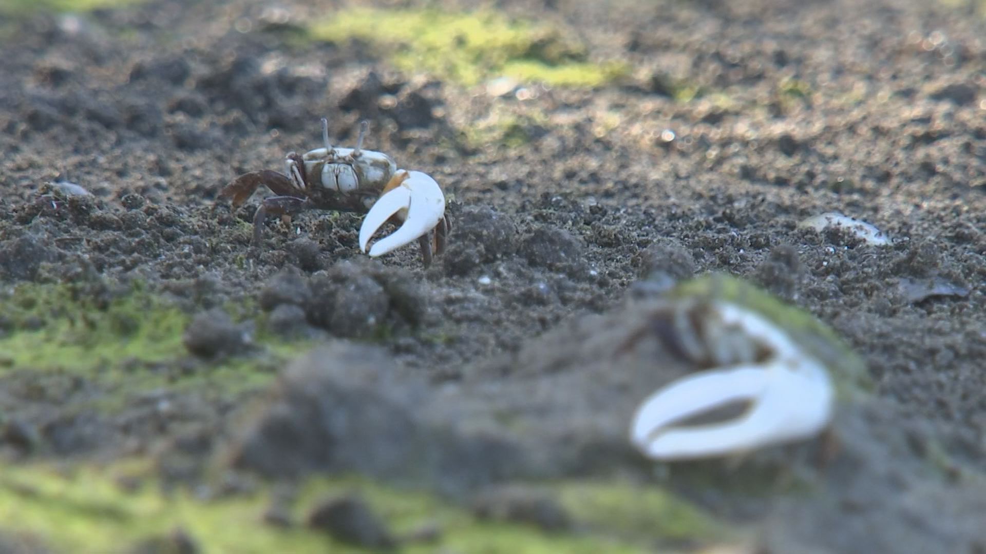 かにダンス おかあさんといっしょ ゆういちろうお兄さん まやお姉さん まことお兄さん あづきお姉さんTikTok