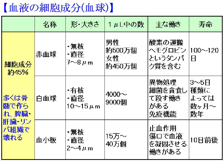 血液細胞とは江東区・亀戸駅・イースト血液内科クリニック