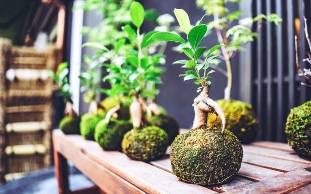 どうして？苔玉が茶色くなってしまう原因と対策苔テラリウム専門サイト道草michikusa苔テラリウム 小さなコケの森 コケ 商品の企画販売・ワークショップ