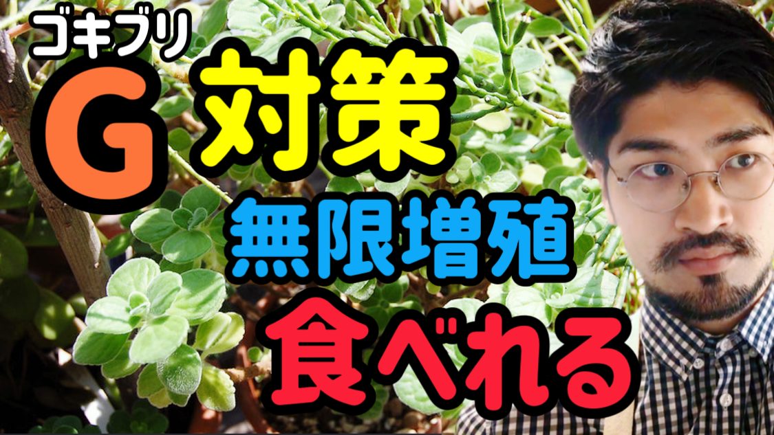 アロマティカス」の育て方・増やし方を徹底解説！GardenStoryガーデンストーリー