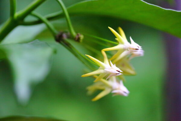 ホヤの花 2024-③ - まつこの庭