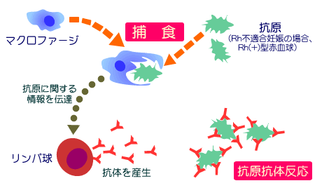 血算について 妊娠中の検査シリーズ -おむつのムーニー 公式 ユニ・チャーム
