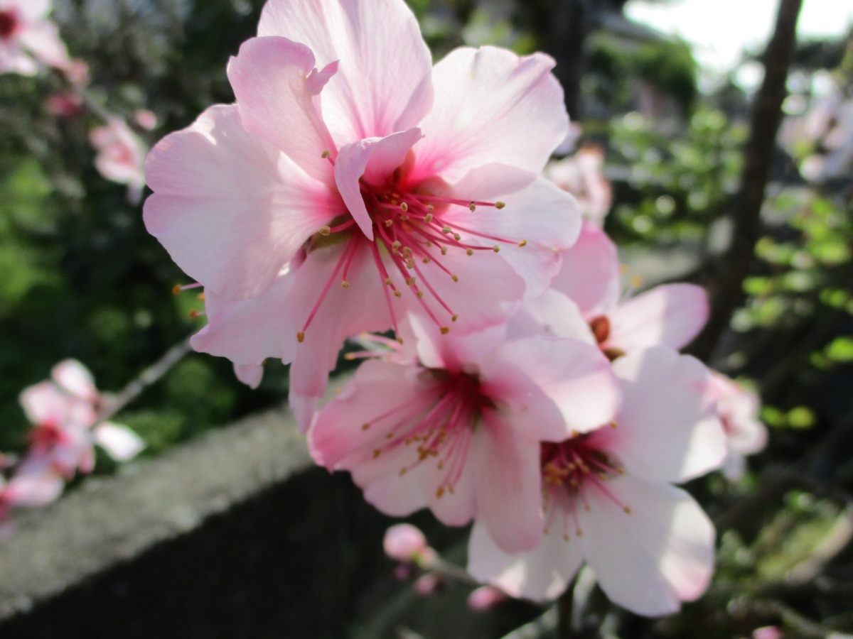 不運もあったが元気に育つアーモンドネックレスのお手入れウチデグリーンUCHI de GREEN