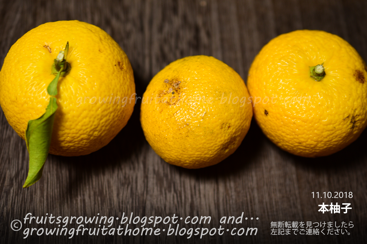 かいよう性虎斑病