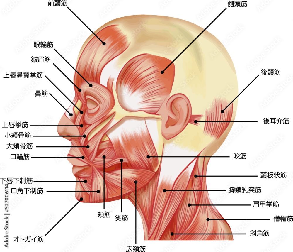 Ilustração 線画なし厚塗りのリアルな表情筋のイラスト 正面と横顔セット ラスター素材 do StockAdobe Stock