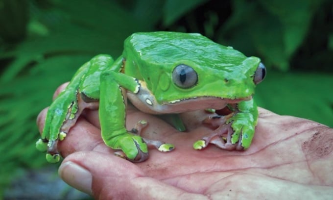 身近なキケンないきもの 両生類編