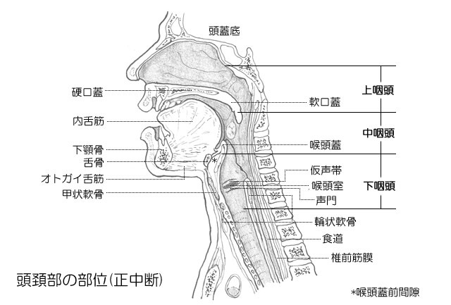 上咽頭炎、鼻咽腔炎、上咽頭がん・笠井耳鼻咽喉科クリニック