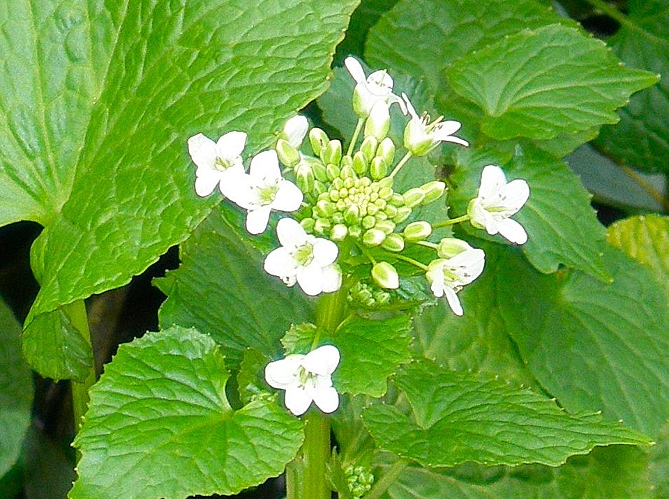 10月11日の花言葉 ダリア薬剤師Stephenのよろずブログ - 楽天ブログ