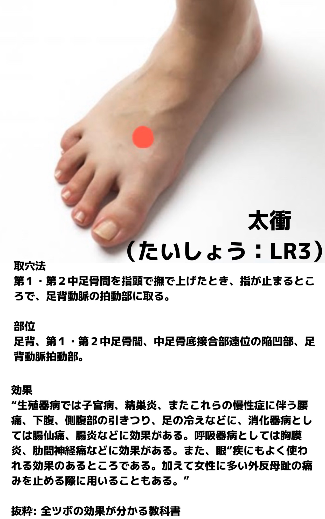 ツボの話 「太衝」はどんなツボ？？お知らせ浜松市中央区 女性と子どものための完全予約制 鍼灸天満月 あまみつき