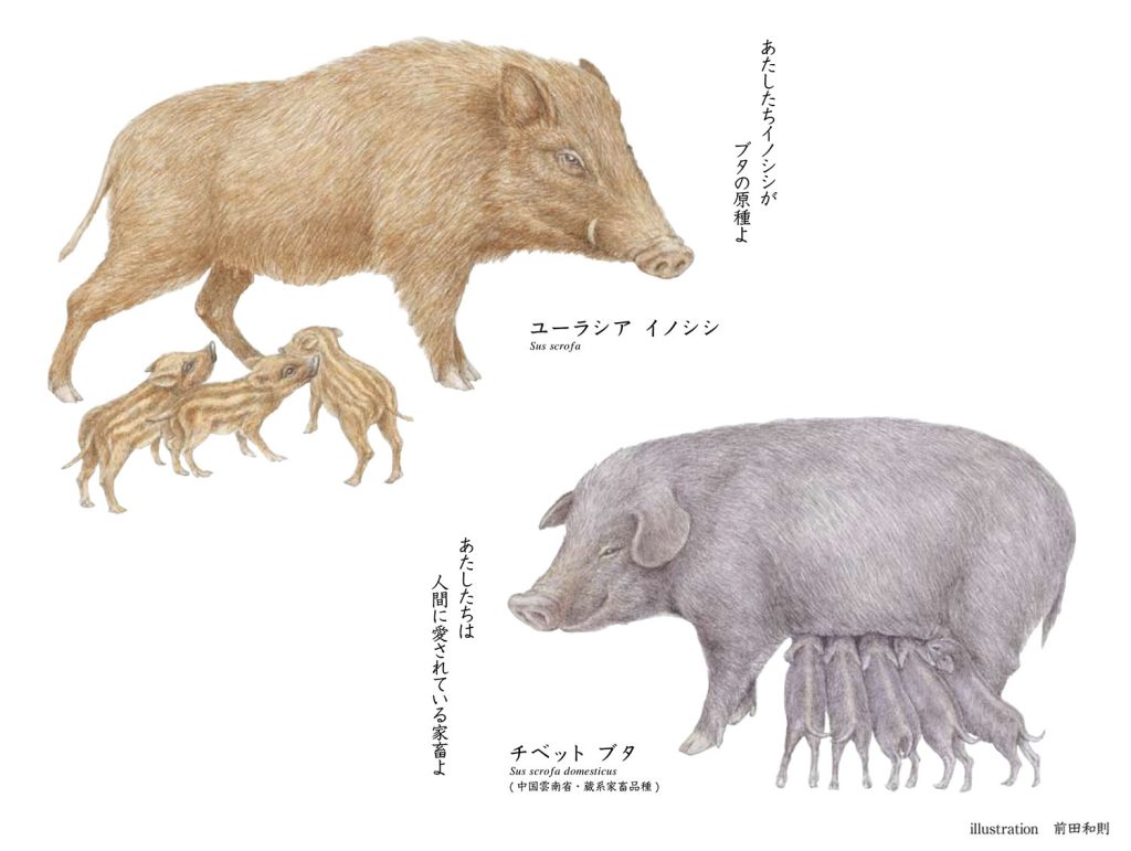 楽天市場 イノシシ シカよけ 強力動物よけ粒剤 5L 業務用 猪 鹿よけ 鹿対策 鹿よけ対策 激辛 ハバネロ 強力 鹿忌避剤 イノシシ忌避剤動物忌避剤 忌避剤 動物忌避剤 アライグマ ハクビシン 害獣対策 動物 逃げる 追い払う 動物除け : キャンペーン365