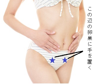 知っていますか？ 生殖器の「横から」と「正面から」の位置関係