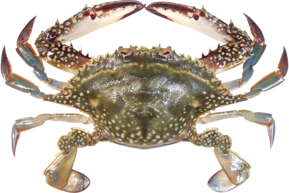 アカイシモドキ アカイシガニの偽物？地味にウマい“地蟹”魚と野菜のブログ