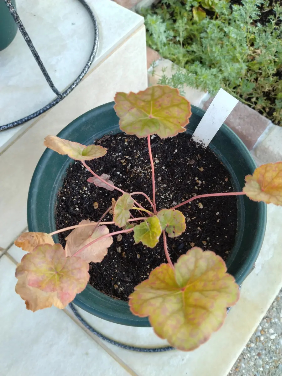 ガーデニングは地味な作業が8割！葉焼けヒューケラ寄せ植えの手入れEL's garden☆犬天使の棲む庭