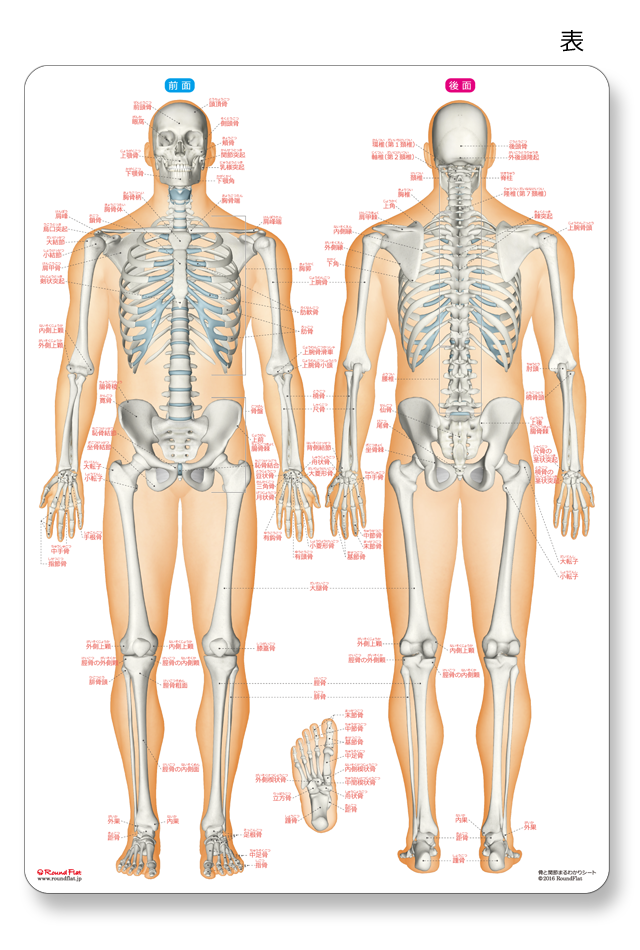 KT TAPE KTテープ公式サイト 上腕・ヒジの解剖学KT TAPE Online Shop