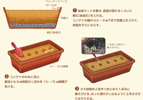 わけぎの育て方！プランターで手軽に始める栽培テクニックを紹介コーナンTips