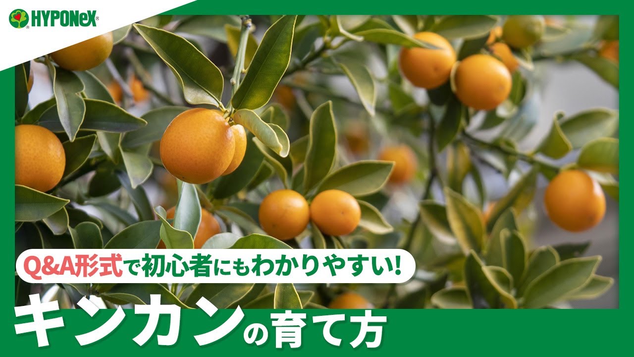 金柑庭に植えてはいけない」は本当？植えてはいけない理由と適した環境を解説観葉植物のある暮らし