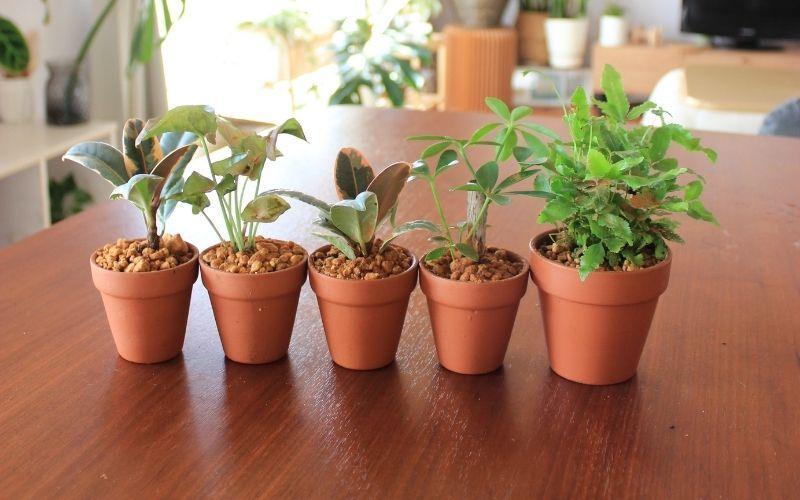 観葉植物の植え替え正しいやり方、適切な時期を初心者向け解説￼特集・読みものe-花屋さん