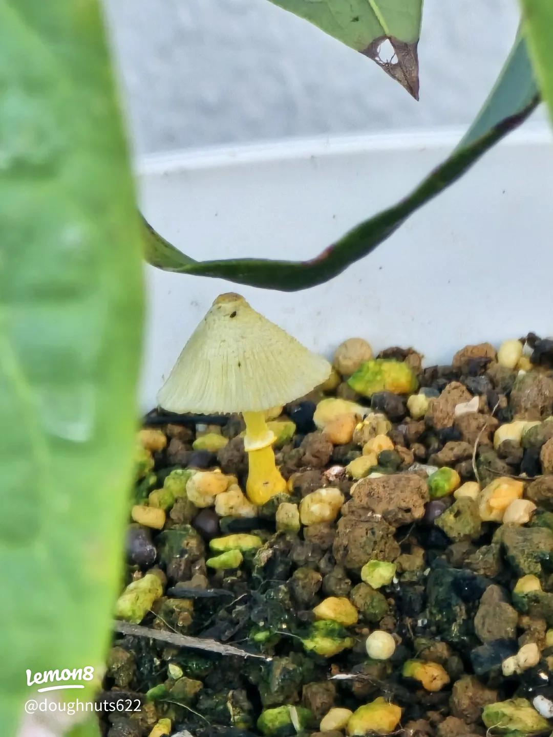 コガネキヌカラカサタケ園芸日記byflyerdrみんなの趣味の園芸1369009