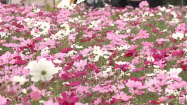 楽天市場 コスモス マスクの通販