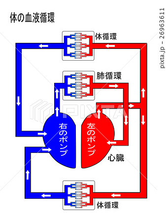 血液循環のイラスト素材 - PIXTA