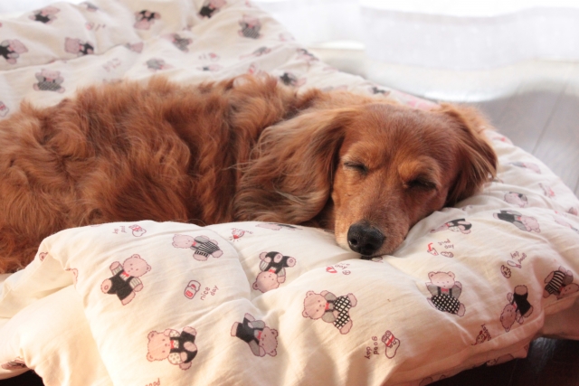 獣医師監修 犬の生理 ヒート の症状とは？時期や生理中の注意点を解説ワンクォール