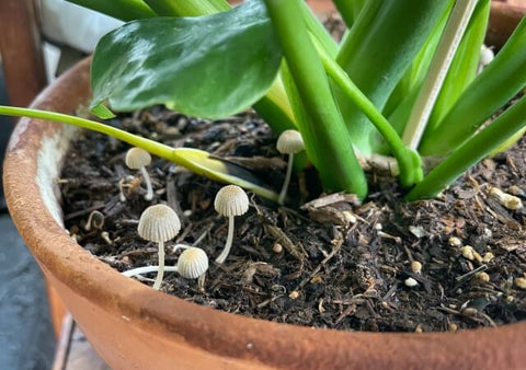 観葉植物にきのこが生える原因と対処法予防の対策や気になる疑問を解決BIOTONIQUEビオトニーク 観葉植物メディア