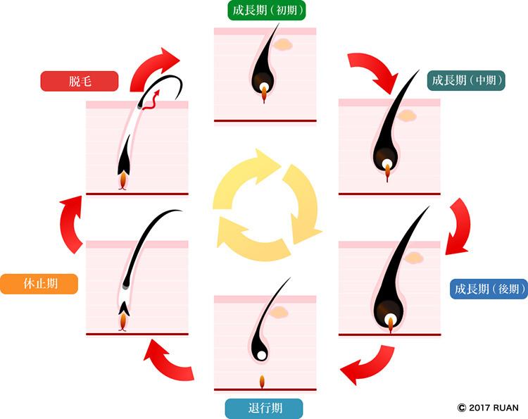 毛周期 ヘアサイクル とは 医師監修AGA 植毛コラム公式 紀尾井町クリニック－自毛植毛専門27年 東京・大阪
