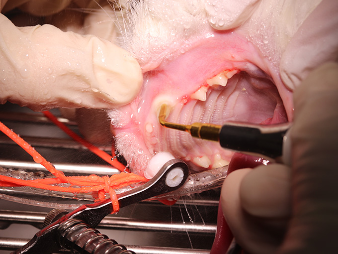 猫の歯石取り スケーリング 横浜どうぶつ歯科