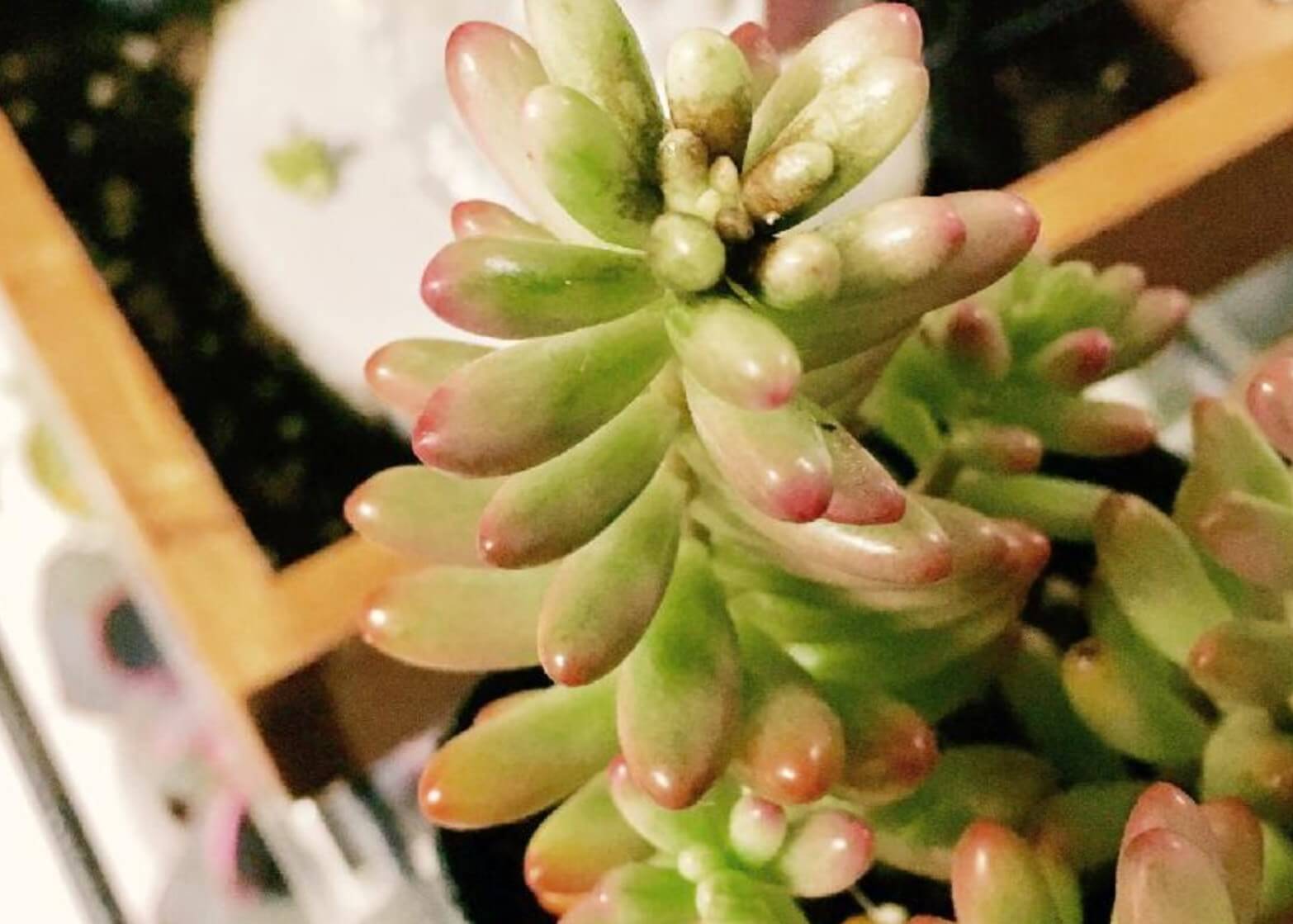 レモンの木のスス病対策庭に植えているレモンの木 マイヤーレモン の葉がひどい- Yahoo!知恵袋