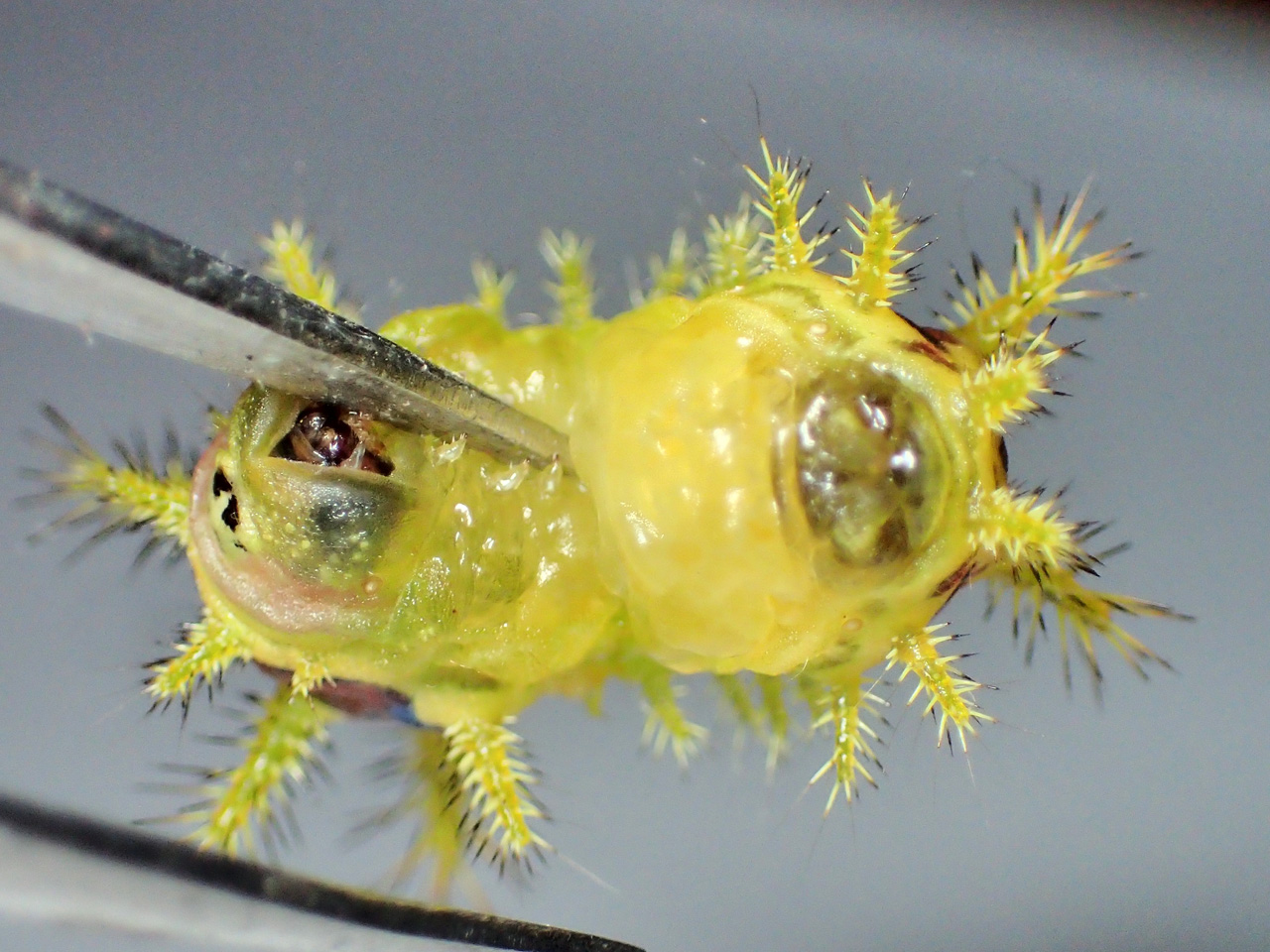 イラガ駆除は怖くない！誰でも安全・簡単な駆除・予防方法を解説害虫駆除110番