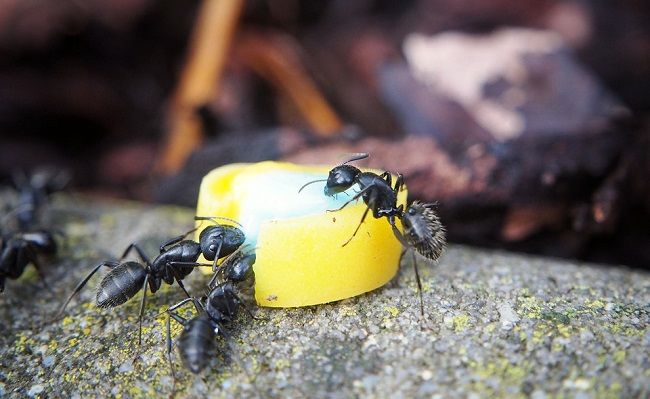 シロアリ・羽アリについてシロアリ・羽アリ駆除なら白蟻奉行 しろありぶぎょう