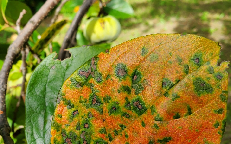 プラム・スモモ 二ホンスモモ ハニーローザ 苗 育て方 苗木部 By 花ひろばオンライン