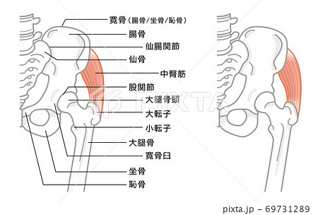 歩行に必要な股関節の動きブログアギトス鍼灸整骨院