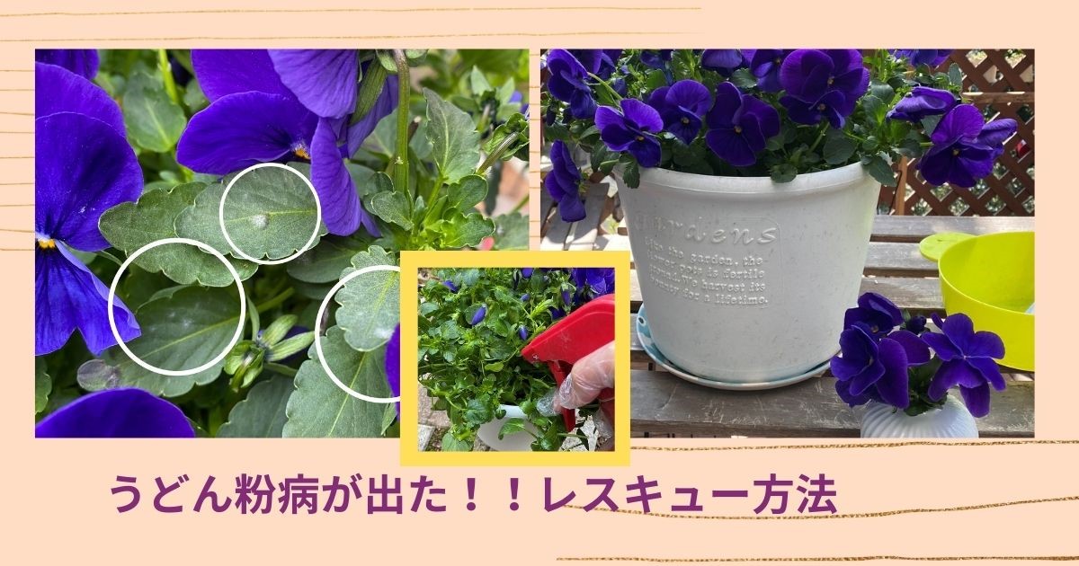 うどんこ病キンセンカ キク科 病害情報調べるタキイ種苗株式会社