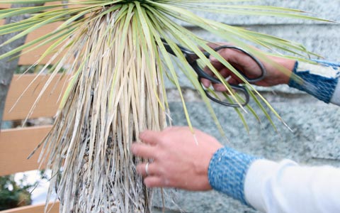 ユッカ ロストラータ 観葉植物 6号鉢 1個売り植物のＩＴＡＮＳＥ 全品送料無料・即出荷