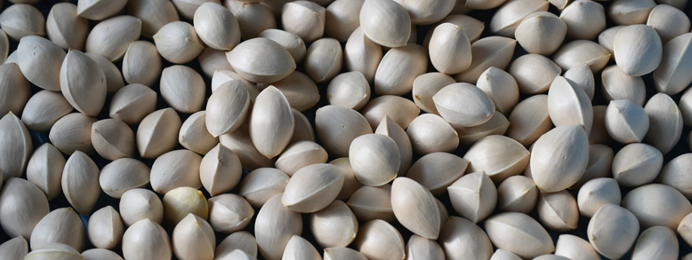 ぎんなん – いいね！Hokudai