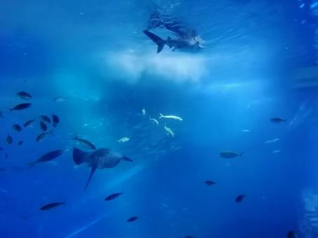 あなたはどの恐怖症？ココロココのにちじょﻌﻌﻌう♥