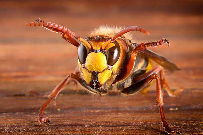 蜂」の書き方 - 中国語の簡体字の正しい書き順 筆順