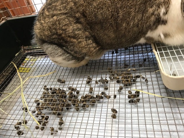 うさぎの下痢には注意が必要？対処法や予防法を徹底解説│ マルカンPAGE ペット用品・ペット情報サイト