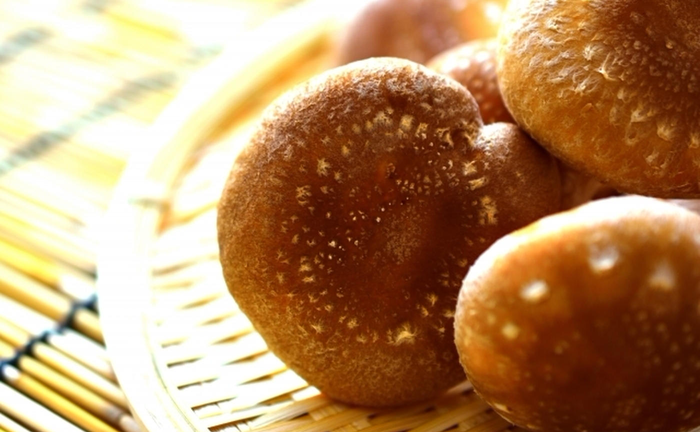 観葉植物の土にカビが生えたら？白いふわふわの正体と対処法を解説