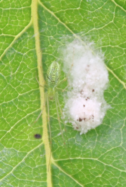 クビアカツヤカミキリの早期発見、駆除にご協力を！特定外来生物クビアカツヤカミキリの被害が拡大しています。 クビアカツヤカミキリの幼虫は、もも、うめ、 すもも、さくら等のバラ科樹木の内部を食害して枯死させるため、被害を早期発見し、当害虫を駆除して拡散を